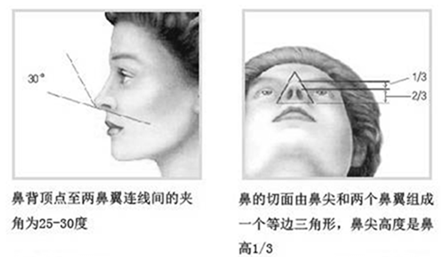 鼻部美学标准示意图2